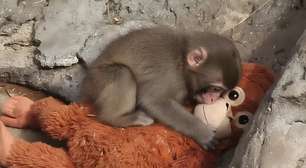 Por que o caso do macaquinho Punch nos parte o coração?