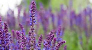 Conheça sete propriedades da sálvia