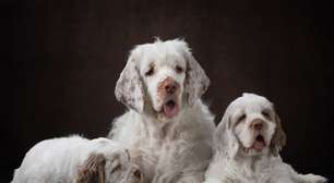 Clumber spaniel: conheça as características do cachorro dessa raça