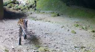 Gato-do-mato ameaçado é flagrado por câmeras no Parque Estadual dos Três Picos, em Nova Friburgo