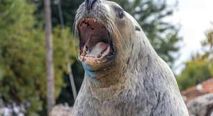 Entenda a diferença entre foca e leão-marinho