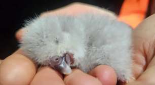 Filhote de kkp nasce na Nova Zelândia após quatro anos e reacende esperança para espécie rara