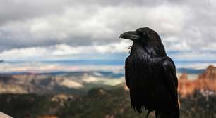 Os corvos surpreendem novamente: a ciência descobre que entendem geometria