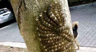 Lagartas usam defesa coletiva para enganar predadores