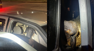 Polícia encontra carro sem motorista com 18 bodes amontoados em Pernambuco