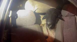 PRF encontra carro sem motorista com 18 bodes a bordo em PE