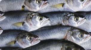 Não é o salmão o Rei do Ômega 3: o verdadeiro campeão é este peixe, que os brasileiros conhecem bem