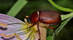 Por que este besouro é essencial para a vida selvagem?