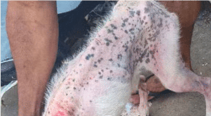 Homem é preso em Rio Claro por deixar cachorro à beira da morte sem água e comida