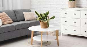 3 plantas usadas em ambientes internos e na harmonização de espaços