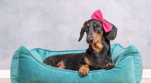 10 nomes criativos para cachorro inspirados em cores