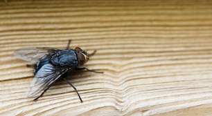 Adeus às moscas: com esses dois temperos que todos temos em casa você pode espantá-las para sempre