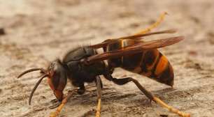Saiba o que fazer em caso de ataque de marimbondos ou vespas