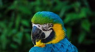 Espécies de animais que deixaram de existir nos últimos séculos