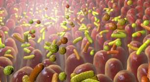 As bactérias probióticas e seus benefícios para a saúde humana