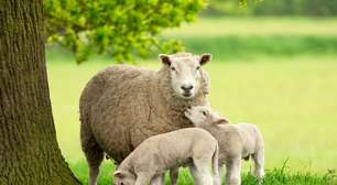 Ovelhas: 7 curiosidades impressionantes sobre esses animais
