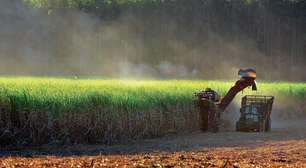 Safra de cana tem potencial de 629 milhões de toneladas