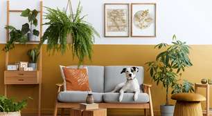 Plantas tóxicas: veja os riscos para cães e gatos