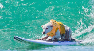 Cadela que entrou para o Hall da Fama do Surfe é diagnosticada com câncer