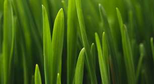 O limite da digestão humana: por que não podemos comer capim