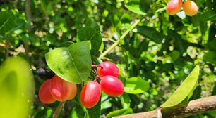 Essa é a fruta mais doce do mundo e existe um motivo: ela muda o sabor dos alimentos mais azedos (até do limão!)
