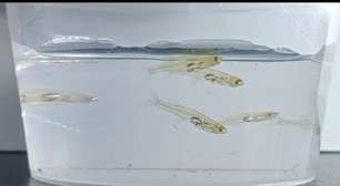 Zoeira que vem da natureza: os animais mais barulhentos do mundo