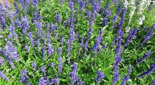 Alfazema: veja por que essa planta é tão poderosa espiritualmente