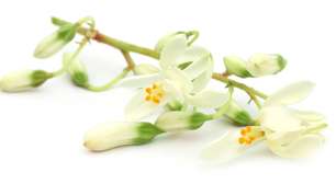 Esta semente de planta brasileira pode ser a solução para remover microplásticos da água