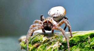 Aranha revela comportamento incomum e intriga os cientistas