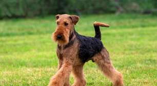 Grupo terrier: 7 raças de cachorro com muita energia