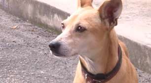 Cachorro aguarda dono preso em delegacia de Itu e comove policiais