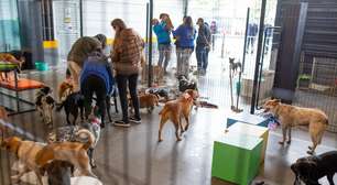 Feira de adoção promovida pela Ativista Deise Falci chega à terceira edição em Shopping da Capital