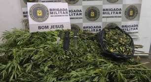 Brigada Militar desarticula cultivo de maconha e prende dois suspeitos no interior de Bom Jesus
