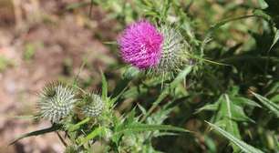 A erva antioxidante que limpa a gordura no fígado