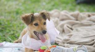 Programa Farmácia Veterinária Solidária entra em vigor em Suzano