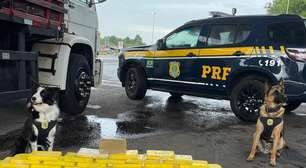 Homem é preso após cães farejarem mais de 60 quilos de drogas no Litoral Norte