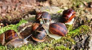 Caramujos: por que algumas espécies se tornam verdadeiras pragas