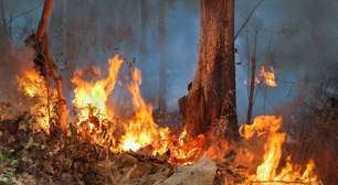 Saiba por que fogueiras sem vigilância são a principal causa de incêndios florestais