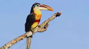 Araçari-Mulato: a pequena jóia das florestas tropicais