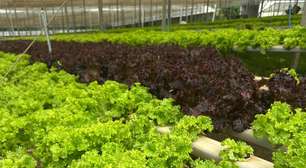 Seguro agrícola anual para hortaliças começa a ser testado em Mogi das Cruzes