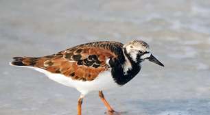 49% das espécies migratórias monitoradas estão em declínio