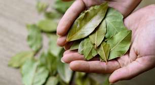 3 simpatias com louro para fazer o dinheiro render mais