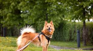 Spitz finlandês: conheça as características do cachorro dessa raça