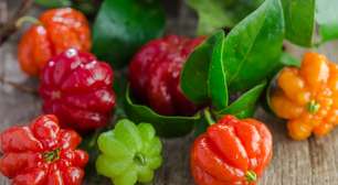 Pitanga: como cultivar em pequenos espaços e aproveitar seus benefícios para a saúde