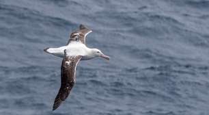 O maior enigma dos céus: o detalhe inesperado que permite a uma única criatura ficar até 11 anos sem nunca pousar em terra