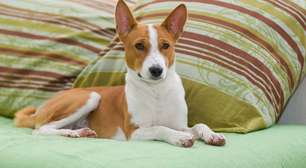 Basenji: o cachorro que não late e é inteligentíssimo