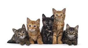 O gato arranhou? Inflamou? Entenda o que é a bartonelose