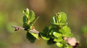 Bétula-anã: entenda mais sobre arbusto típico de clima frio