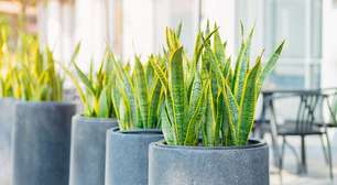 Conheça a planta que produz oxigênio enquanto você dorme