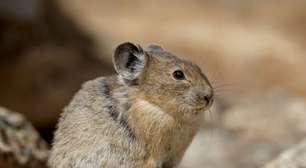 Pika: 7 curiosidades sobre esse pequeno mamífero